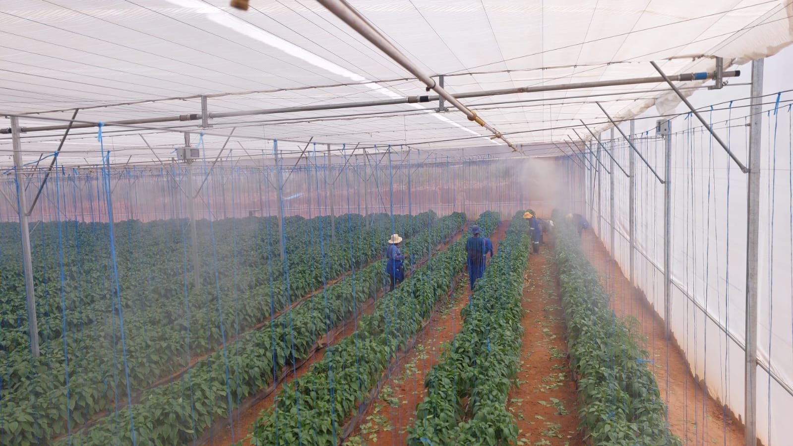 Greenhouse Humidity Installation