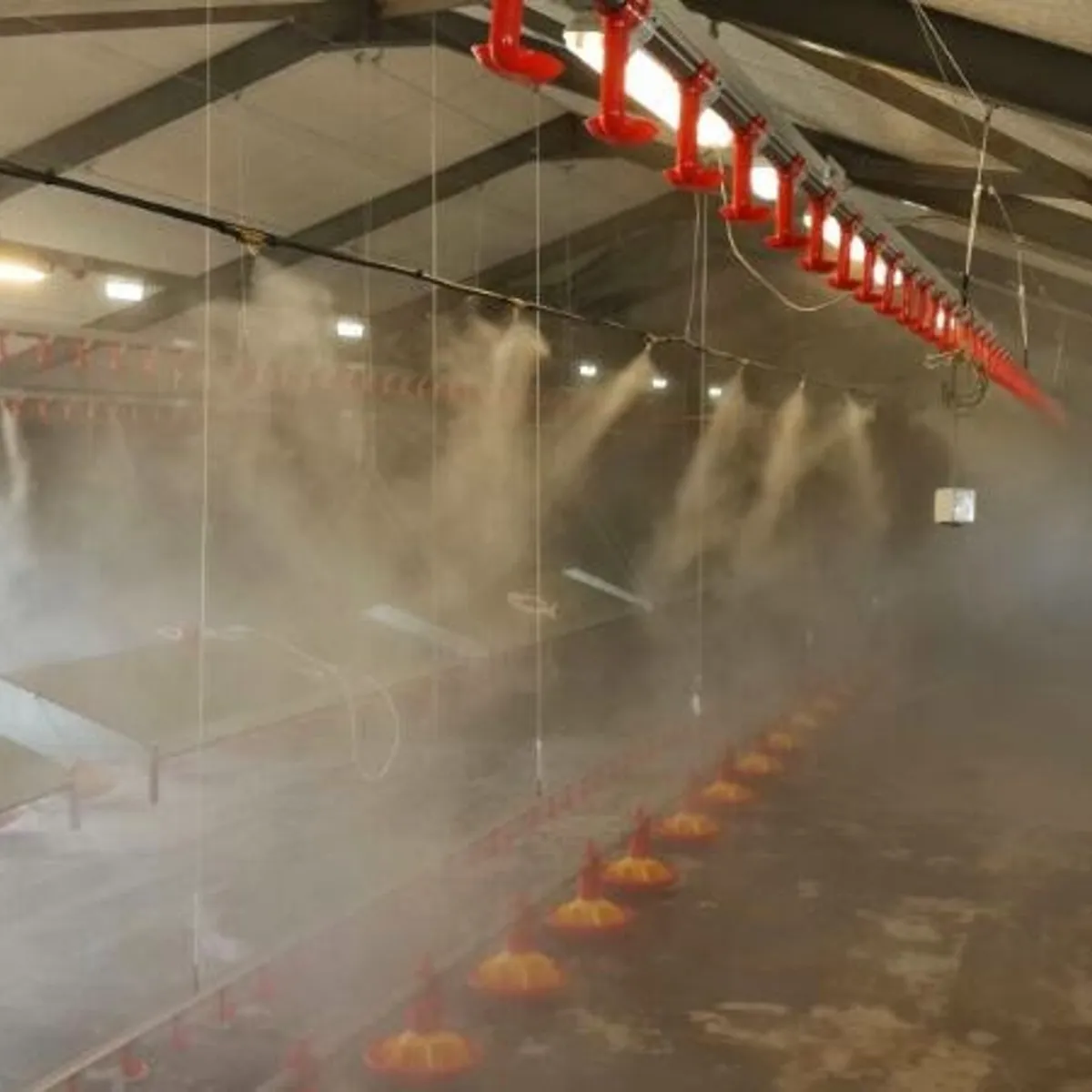 Poultry cooling misting system chicken house temperature control South Africa